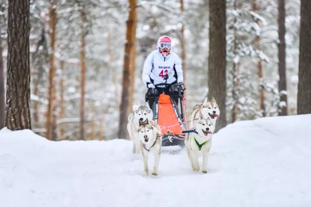 Na mushing je potřeba síla fyzická, ale i psychická. Jak se na náročný psí sport připravit?